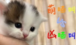 猫叫视频,揭秘猫叫声背后的秘密