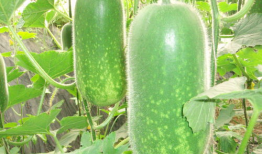 吃瓜爆料商品图片大全,吃瓜爆料商品图片大全大揭秘